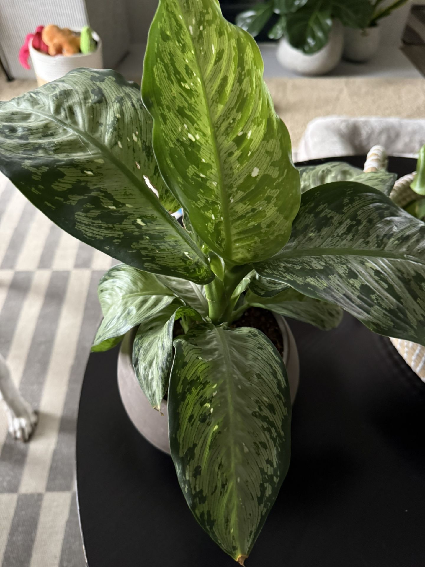 Dieffenbachia
