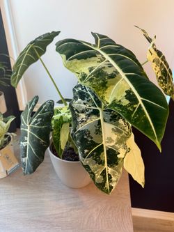 Variegated Alocasia Frydek