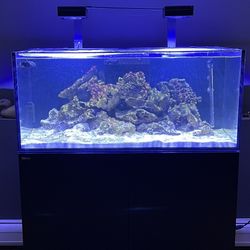 Reefer 350 Salt Water System Fish Tank - Aquarium - 91 Gallons