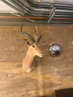 Impala Taxidermy Shoulder Mount – Large Horns – Great Condition