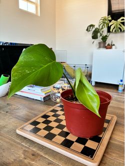 Monstera albo