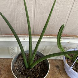 Plantas Diferentes Precios