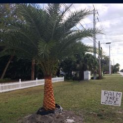 Beautiful Phoenix Sylvestris!! 