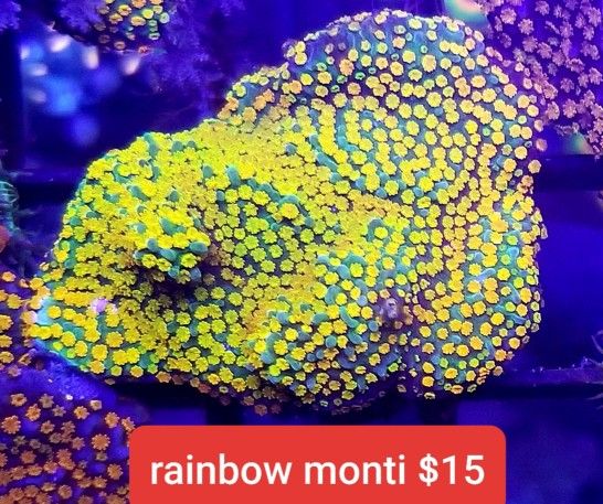 corals, marine aquarium decor, soft coral, hard coral, polyp