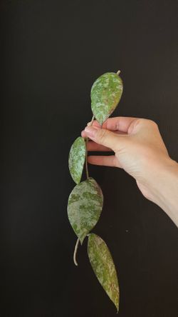 Hoya Caudata silver cutting