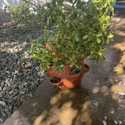 Jade Plant