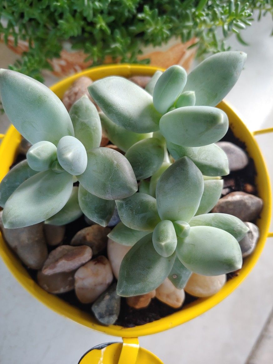 Succulent Plant