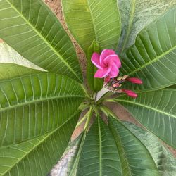 Plumeria