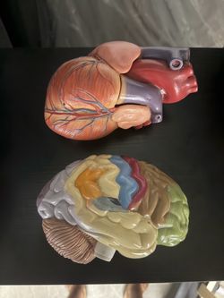 Heart and half of brain models