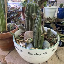 Cactus Plants 
