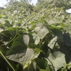 punta de chayote