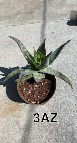 Aloe Vera Zebra - 10” Pot Circle - $15