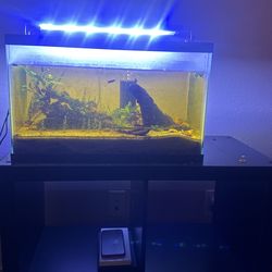 10g Aquarium