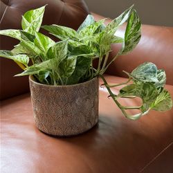 Marble Pothos