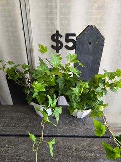 Ivy plants