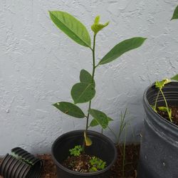 Yellow Jackfruit Tree