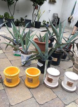 Pots and plants