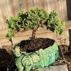 Bonsai Japanese Garden Juniper Miyagi Style $60 Each