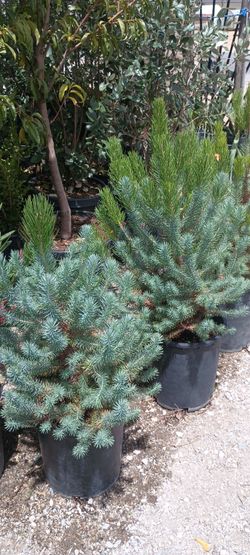 Pines plants.
