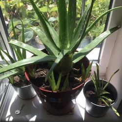 Aloe Vera Air Filtering Plant 🪴 