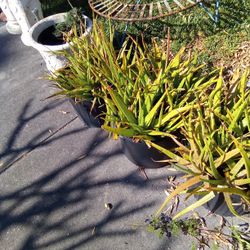 Your Choice Of Any Of These Extremely Large Multi Aloe Plant Sold Individually