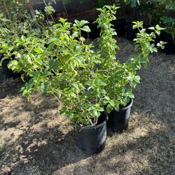 5 Gallon Red Hibiscus 