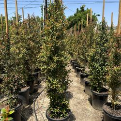 Eugenia Privacy Hedge