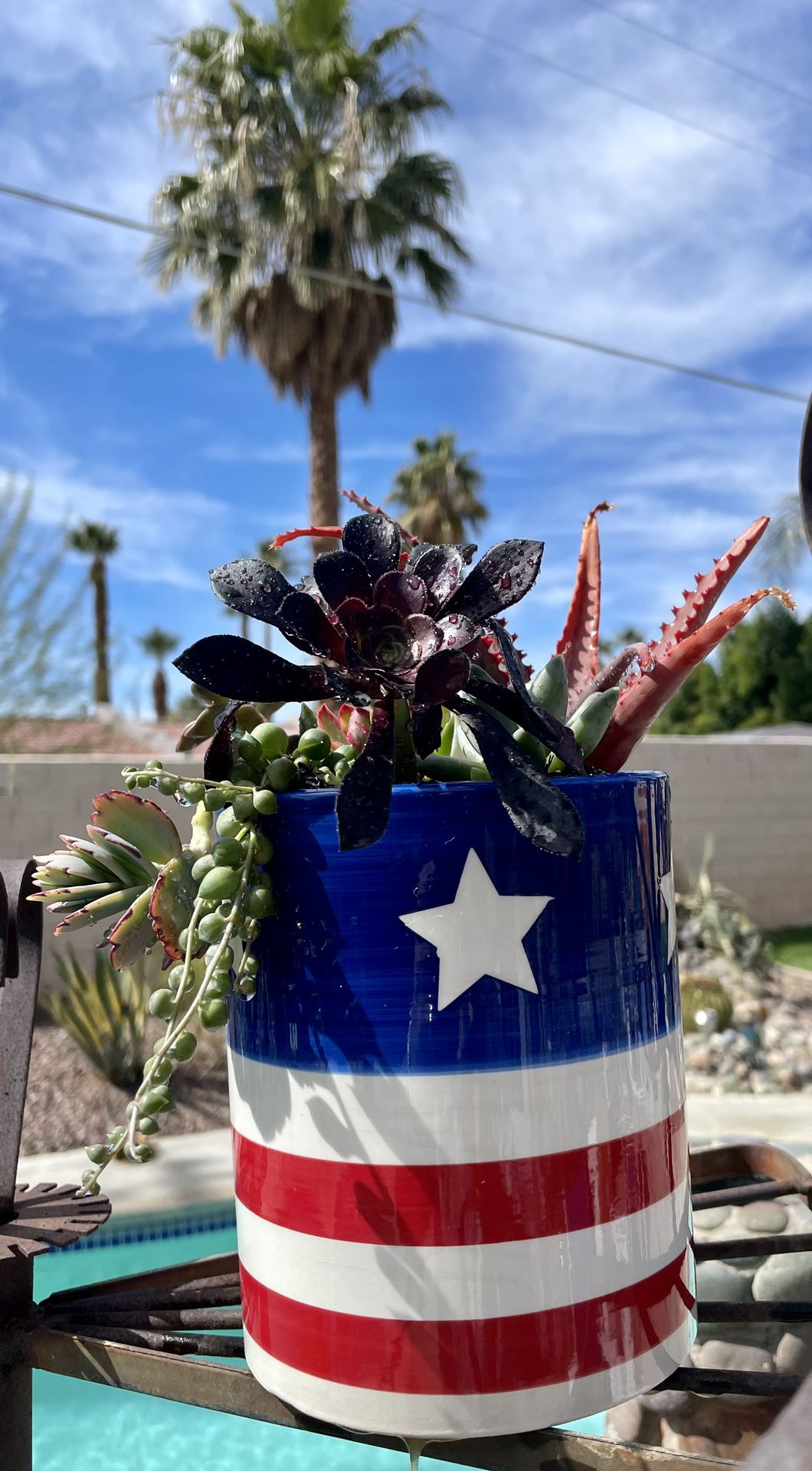 Stars & Stripes 🇺🇸 Live Succulent Planter!