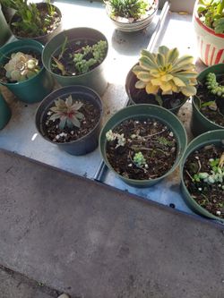 Beautiful Succulent And Plants From $10 To $5