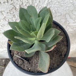 1 Gallon Pot Succulent Plant - Graptopetalum Superbum Rosa - Pink Superbum - Rooted & Established Plant - Drought Resistant 🪴