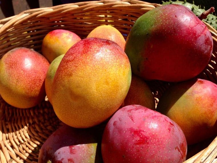 Petacon Mango Tree