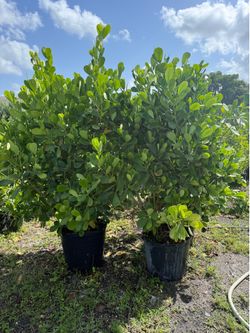 15 gallon clusia (large)