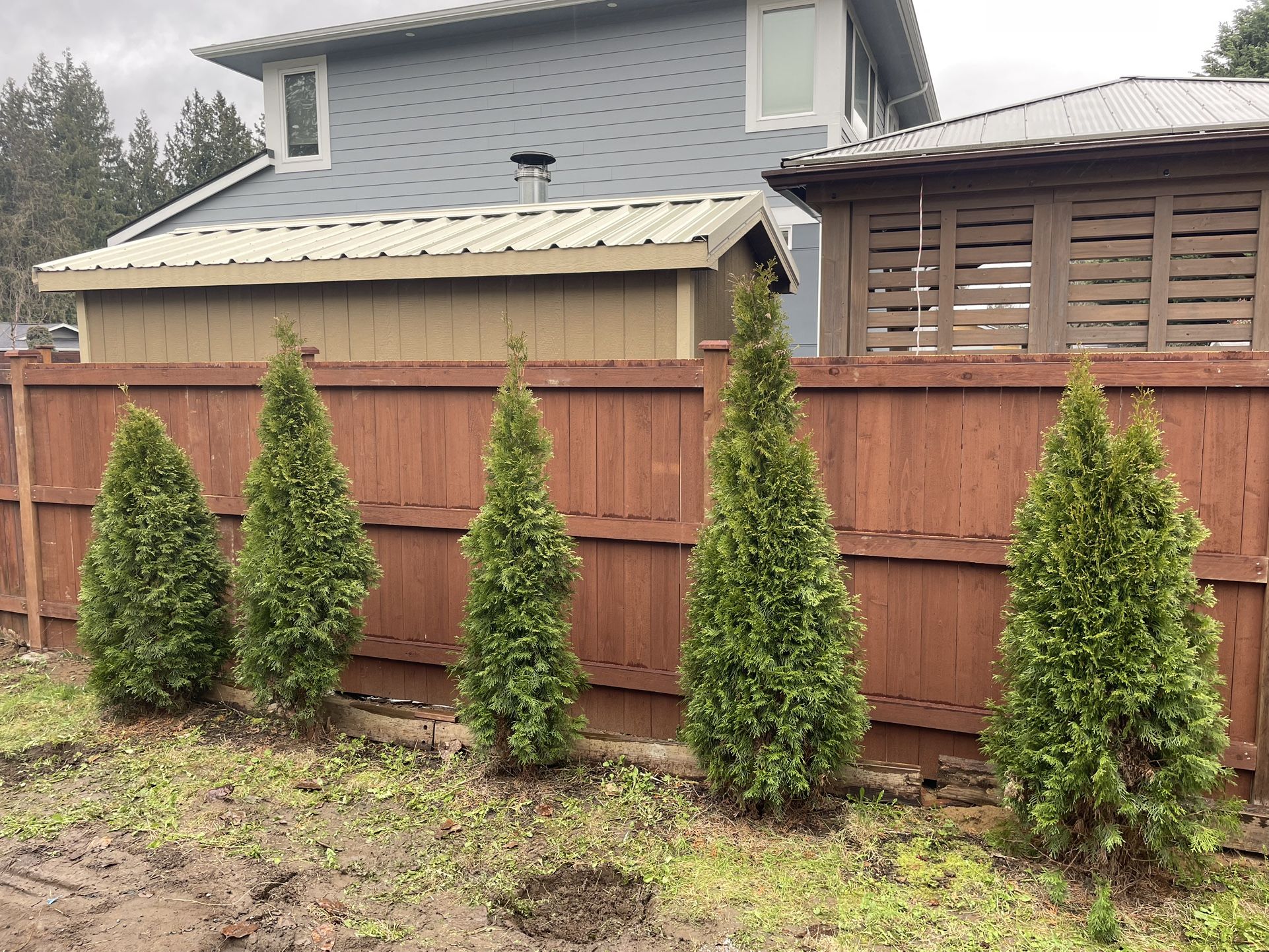 Thuja Green Giant Evergreen Tree 6’