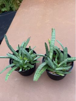 Snake plants (mother-in-law) tongue