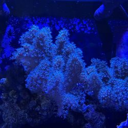 Saltwater Aquarium, Decorations