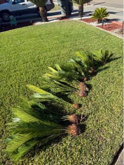 SAGO PALMS