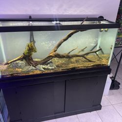 75 Gallon Freshwater Aquarium
