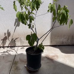 Mission Fig Tree