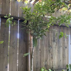Lime Plant For Sale