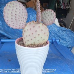 8 In Ceramic Pot With Cactus