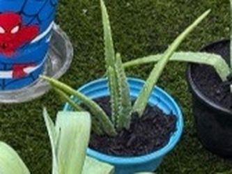 Small aloe plant in blue pot
