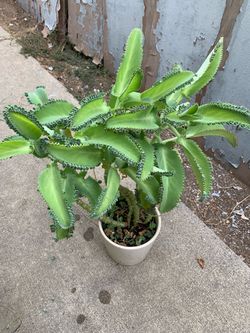Plant