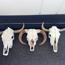 Bull Skulls