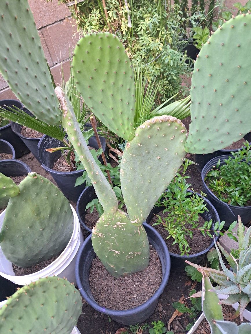 Pencas De Nopal