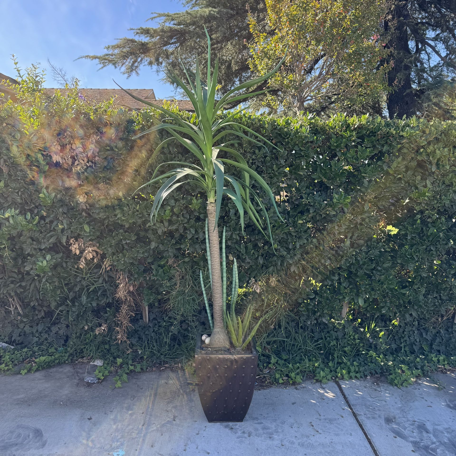 7.3 ft Artificial Potted Desert Plant Arrangement | Arreglo de Plantas de Desierto Artificial en Maceta de 7.3 pies 