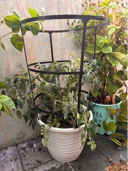 Prolific cherry tomato plant