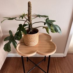 Folding side table/plant stand