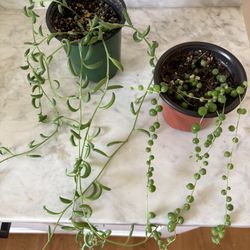 String Of Dolphins & String Of Pearls 