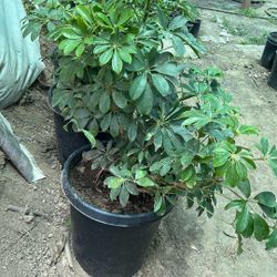 Umbrella plant