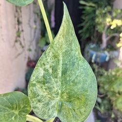 CLEARANCE SALES Alocasia Cucullata Marble Plant $18